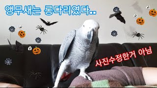 앵무새에게 실망했어요.. 바보똥개 김수리 (롱다리주의)