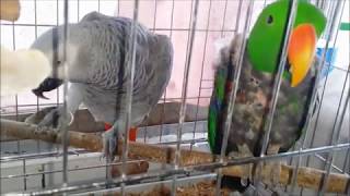 self injury Eclectus parrot th…