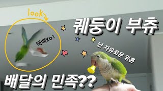 퀘이커앵무새 순도리♡부츄 (이젠 부츄다! 너 배달가니?…