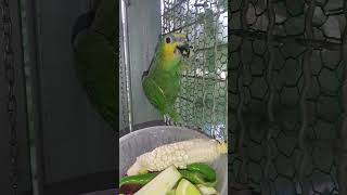 문 열기만을 기다리는 울 아마존C