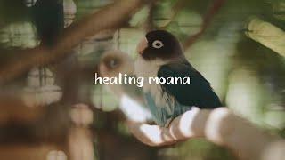  앵무새를 위한 8시간 수면 음악 | 스트레스 해소 & 에너지 정화 | 편안하고 안정적인 명상 음악ㅣ반려동물과 반려인을 위한 휴식