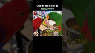 동생한테 딸랑이 흔드는 법 알려주는 앵무새 | 이렇게 …