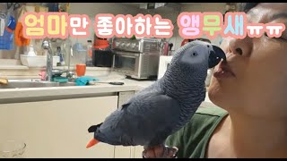 못된 앵무새 같으니 ㅠㅠ