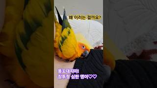 똥꼬대지마! #앵무새#썬코뉴어 #잠버릇