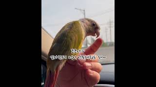 이건 진심이야… 앵무새의 특별한 애정 표현#코뉴어앵무새…