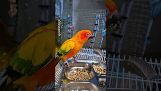 #birds #parrot #pets #cute #animals #썬코뉴어 #츄파춥스 산란중인 츄파 허걱지겁 먹고 바로 들어가버리네요