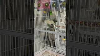 코뉴어앵무새 오총사 밤 쟁탈전 #청금강 #shorts