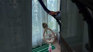 지구본링에서~~ #앵무새 #퀘이커 #parrot #지구…