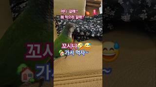 코뉴어앵무새#하랑이#하봉이#parrot#cute#박지현