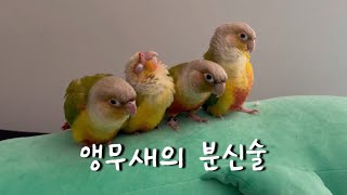 원래 한마리였는데 말이죠 | 앵무새브이로그 | 말하는앵…