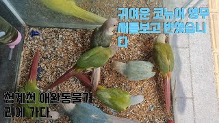 애완동물 시장에 코뉴어 앵무 진짜 엄청예쁨!! 나도 한…