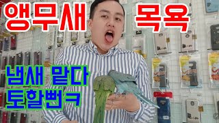 앵무새 목욕 퀘이커 앵무새 리치골드 샤워 씬