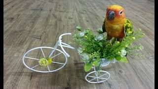 앵무새를 잘 키우려면 6 (새들은 왜 싸우는걸까?  새…