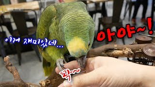 [관찰] 내 손가락이 장난감이냐? 그리고 넌 언제 올라탔어?