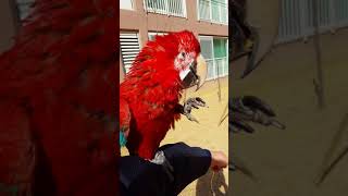 홍금강 앵무새 타미 집앞 산책