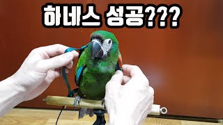 하네스 적응기 두번째