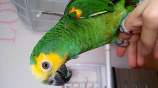 아마존 앵무와 금강앵무