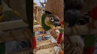 꼭꼭 숨어라~ 코믹앵무새 #재미있는앵무새동영상 #코믹앵무새 #코뉴어 #엉똥앵무새