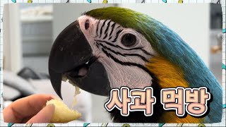 청금강 나나의 사과 먹방