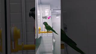 또렷한 발음으로, 엄마!까꿍!! #말하는앵무새 #신기한영상