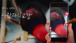 뉴기니아앵무의 목욕 그리고 사람과의 교감