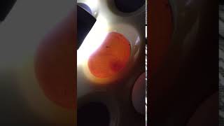 뉴기니아 와 마카우 뉴기니아 유정란 12일차 20190530 천둥 eclectus parrot egg 12days