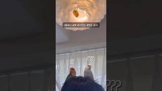 [모란앵무새 로또럭키] 앵무새카페 조명에 반하다 #birds  #parrot #동물 #반려동물