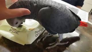 앵무새를 키우면 안되는 이유 ㅠ_ㅠ