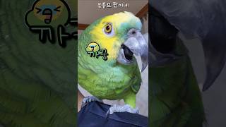 [수리] 이상한 사람과 까꿍하는 앵무새 / #말하는앵무…