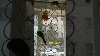 참새와 인사하는 앵무새#코뉴어 #앵무새키우기 #cute