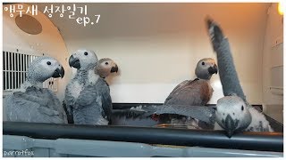 회색앵무 성장과정!! 똑똑이 앵무새가 당신 마음 속으로 들어갑니다 똑똑 문을 여시오 African Grey Parrot Growing Stages