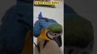 잣 없으면 유턴하는 앵무새 #macaw #청금강 #청금…