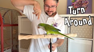 Quaker Parrot Turn-Around Trick