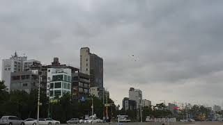 아마존 앵무새와 청금강앵무 자유비행