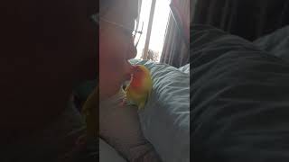 퀘이커앵무새 말고 모란앵무새 '앵나니'(뽀뽀해달라고~애교부림)