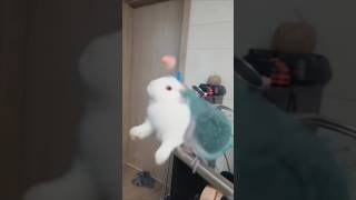토끼로 변신하는 퀘이커 앵무새 마술 #aivideo #parrot
