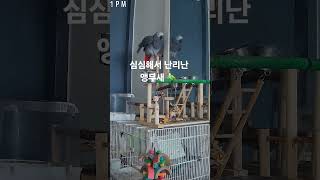 심심해서 휘바람불고 말하는 앵무새  #parrot #앵…