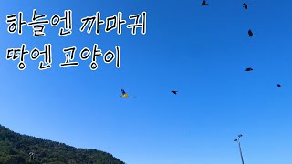 [청금강 앵무새] 역대급 까마귀들에게 쫓긴 연화도 여행