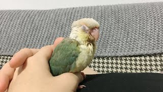입양후 완벽 적응한 앵무새 코뉴어