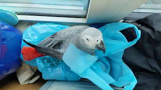 호출훈련 덜된 앵무새를 부르면 생기는일