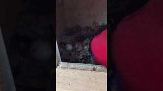 뉴기니아 와 마카우 뉴기니아 새끼 6일차 20190403 천둥 eclectus parrot baby 6days