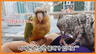 앵무새에게 갑자기 룸메가 생긴다면?_코뉴어, 왕관앵무의…