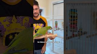 How I Train A Quaker Parrot