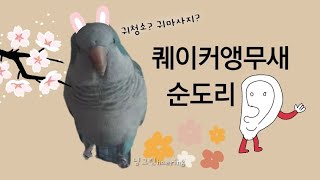 퀘이커앵무새 순도리 별거다하는 퀘둥이ㅋㅋㅋ