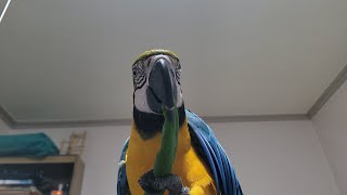 청금강앵무새 고추 먹방..?
