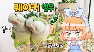 안녕? 안녕? 말하는 앵무! 퀘이커앵무새! 본격! 친해지기 대작전!!
