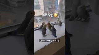 아가 모란앵무새 집합!! #앵무새카페  #birds #cute #반려동물 #parrot