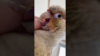 누워서 앵무새 만지는 시점 | 하루 | 코뉴어 #앵무새 #birds #parrot #코뉴어 #conure #birdslover #pets