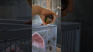 코뉴어앵무새#하봉이#하랑이#parrot#cute