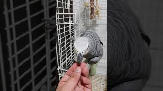 말하는 앵무새 회색앵무 알렉스(Alex) 동영상; 잣 …